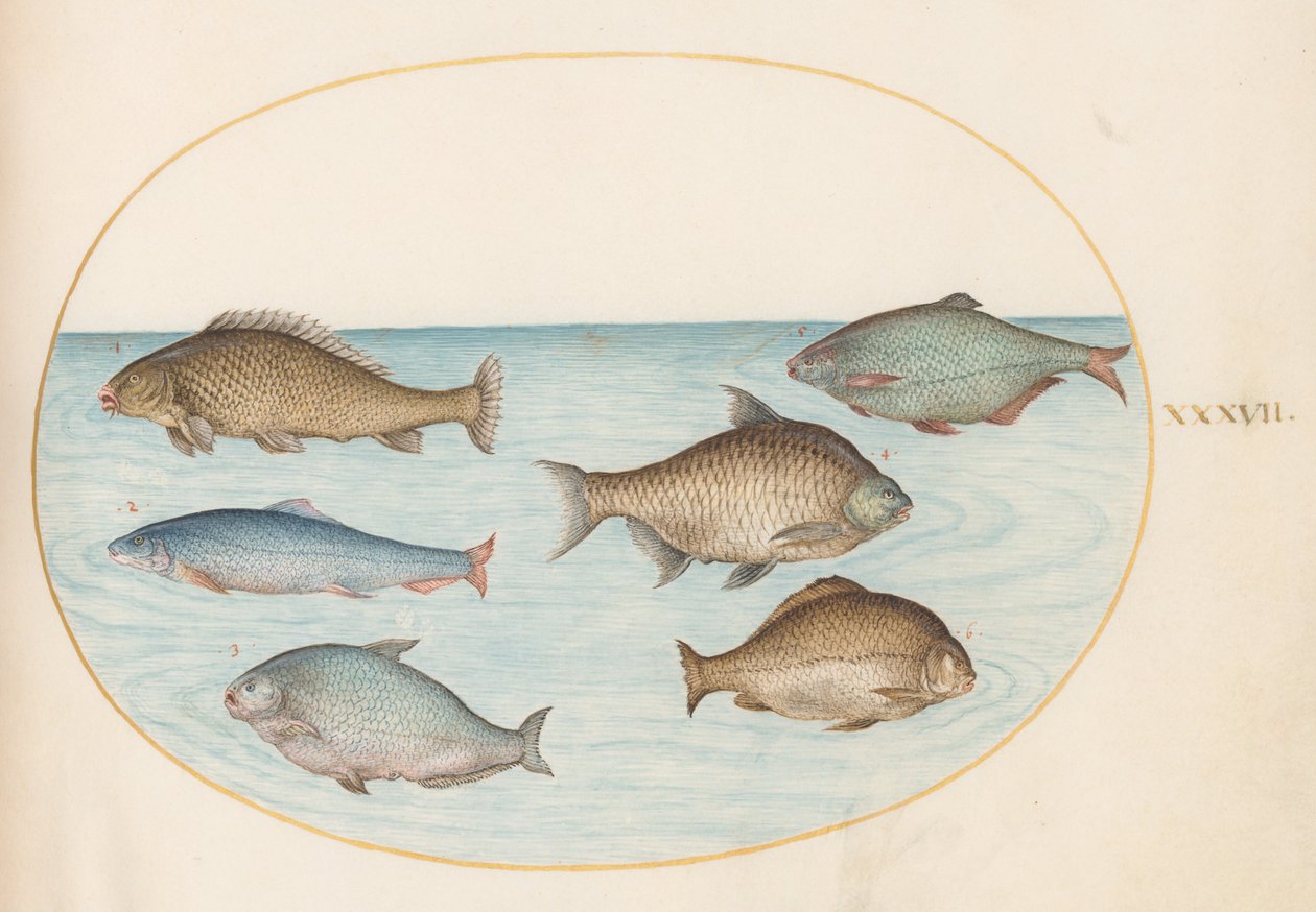 Planche 37 : Six poissons, y compris la carpe - Joris Hoefnagel