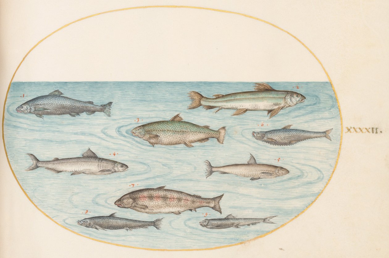 Planche 42 : Neuf poissons - Joris Hoefnagel