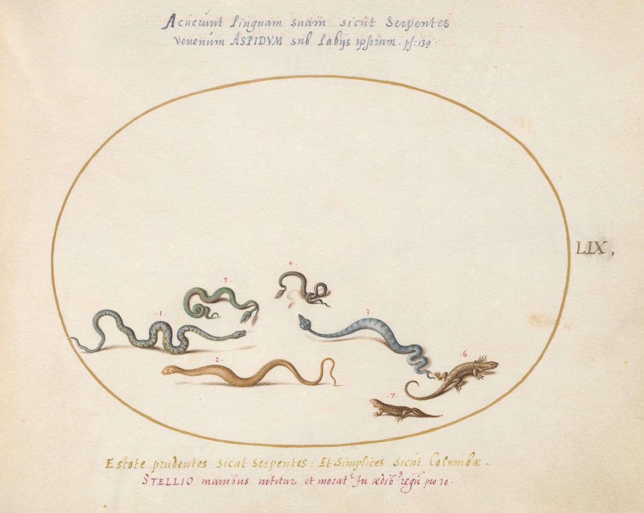 Planche 59 : Serpents et un Lézard - Joris Hoefnagel