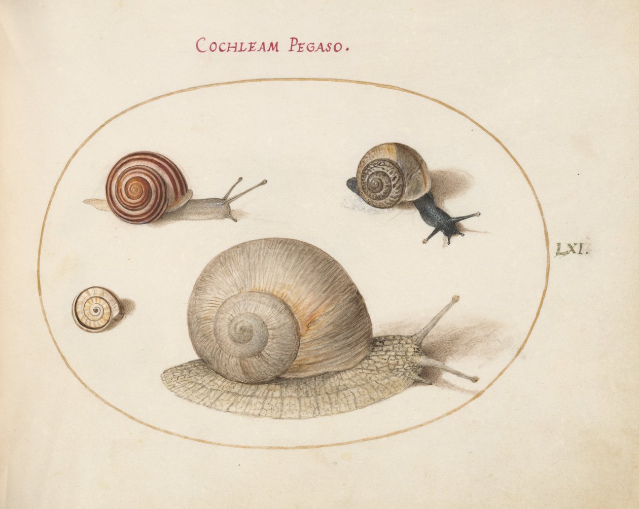 Planche 61 : Quatre escargots - Joris Hoefnagel