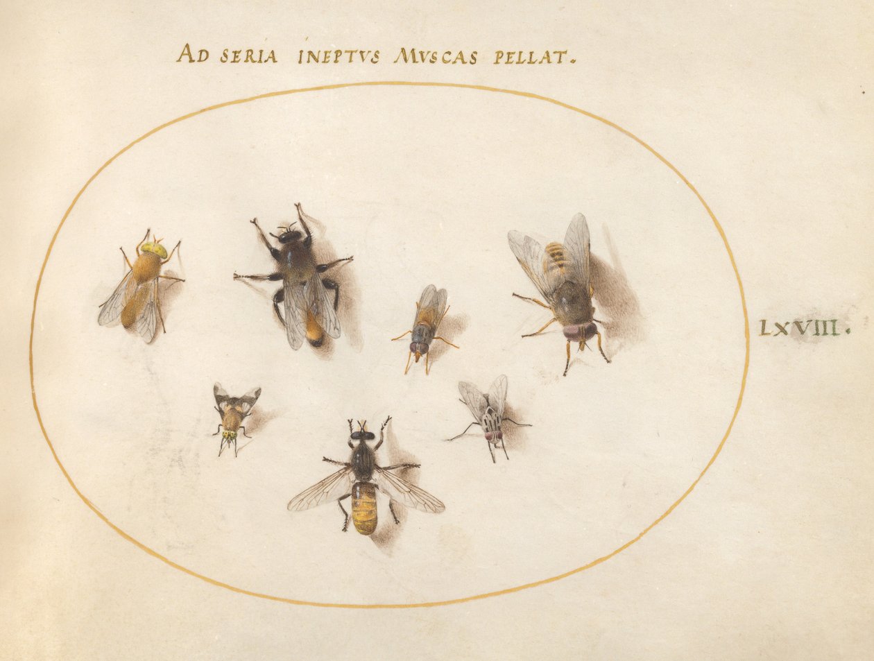 Planche 68 : Sept Abeilles et Mouches - Joris Hoefnagel
