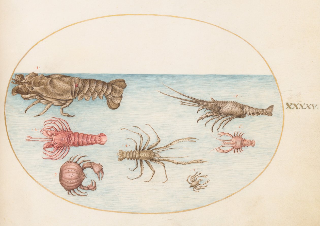 Coquillages, vers 1575-80 - Joris Hoefnagel