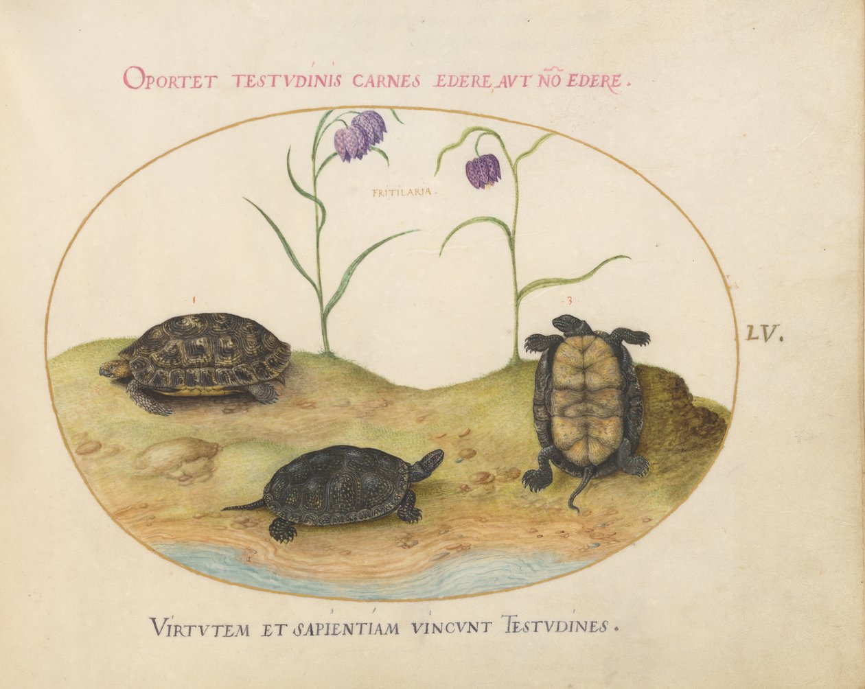 Tortue, c.1575-80 - Joris Hoefnagel