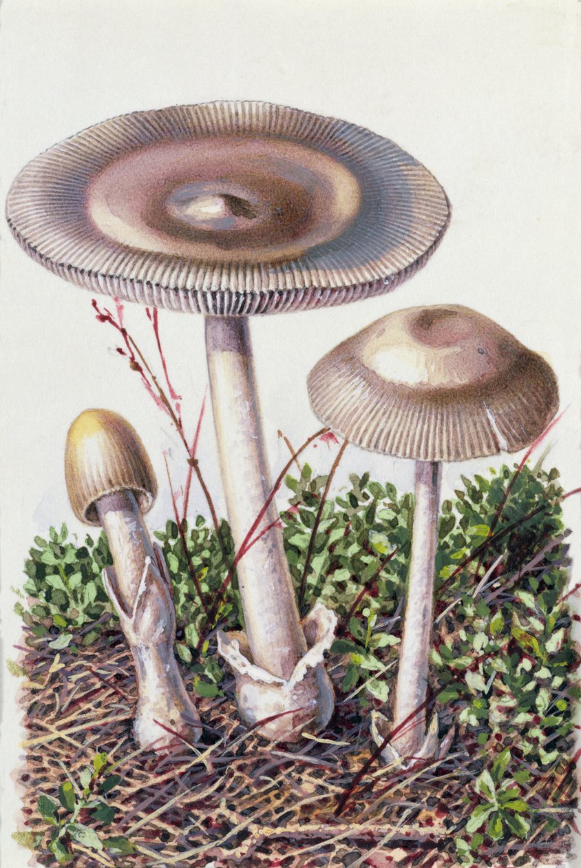 Étude de champignon - Josef Fleischmann