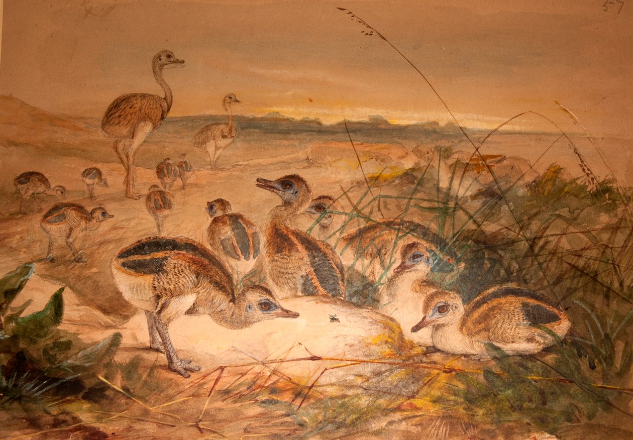 Rhéas américaines (Rhea americana), c.1851-76 - Joseph Wolf