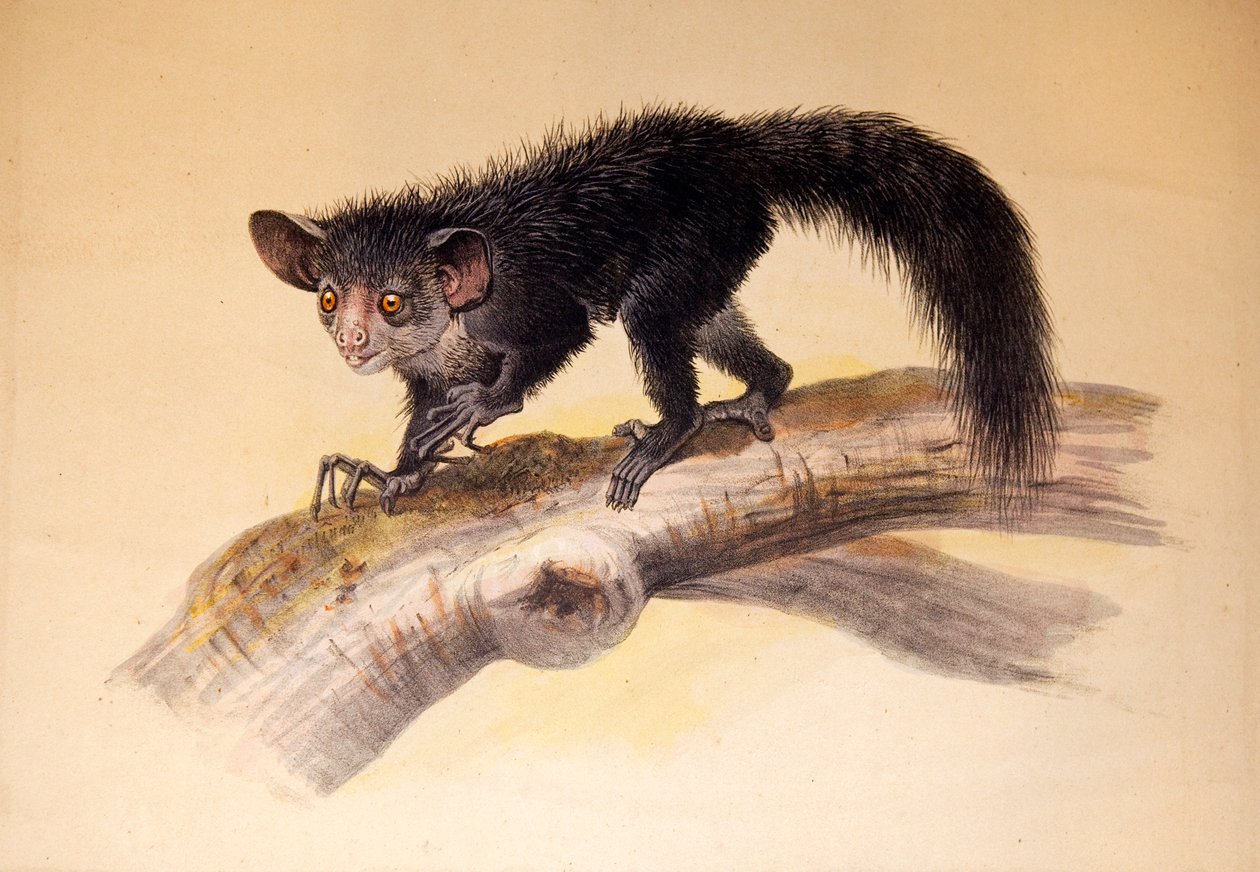 Aye-aye, 1861 - Joseph Wolf