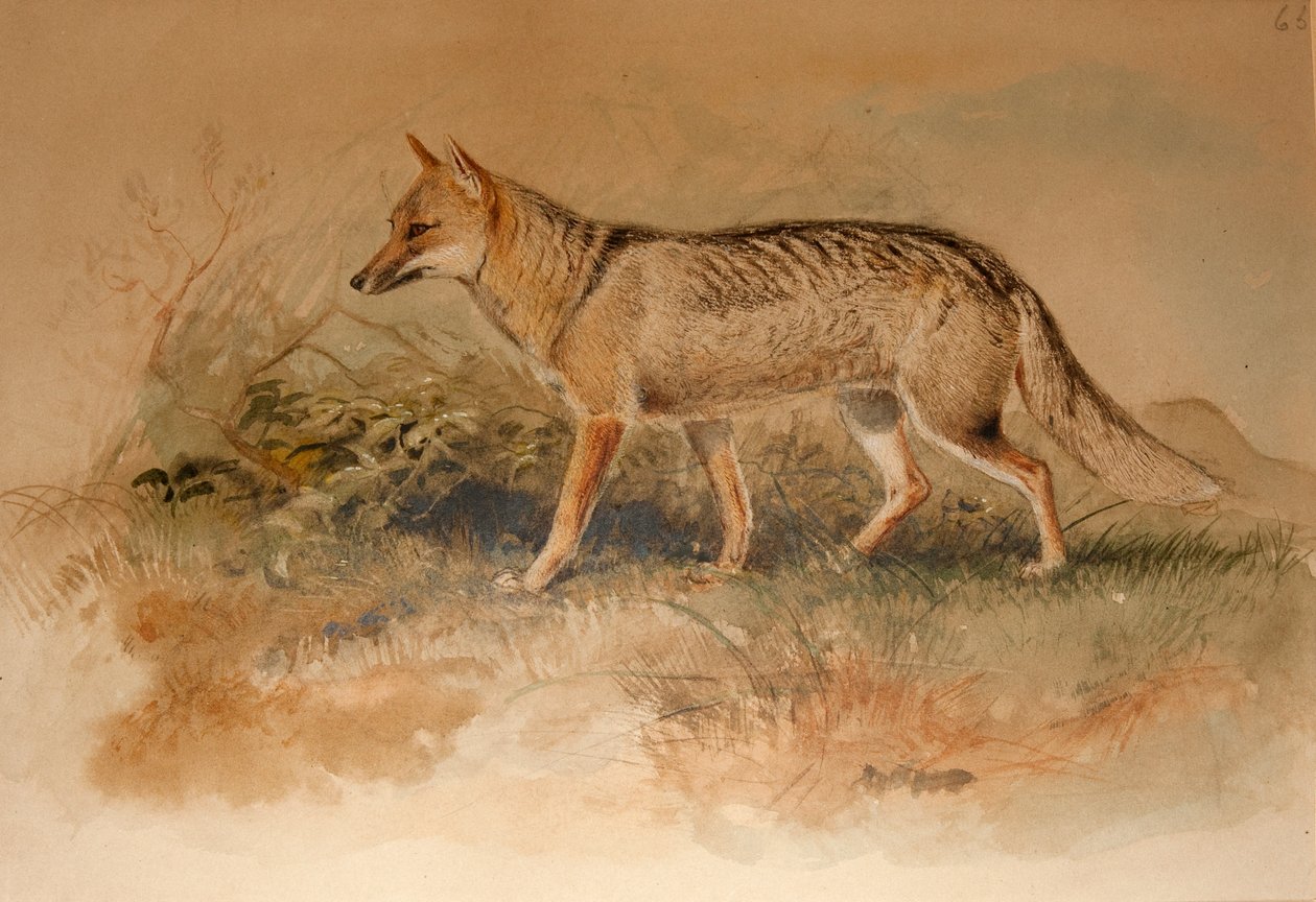 Renard d