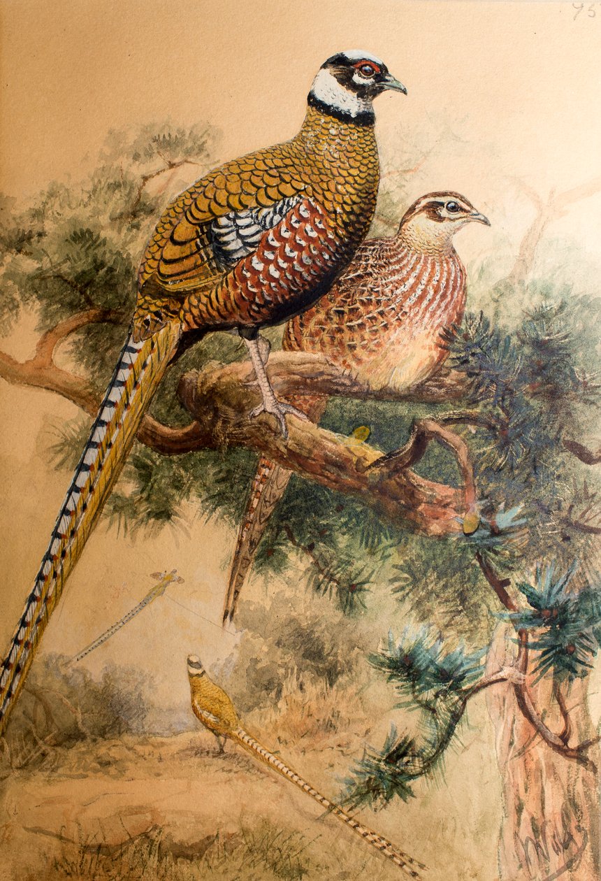Faisan à queue barrée (Phasianus reevesi), 1852-54 - Joseph Wolf