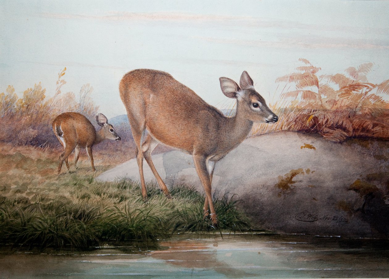 Cerf de Californie, vers 1850 - Joseph Wolf