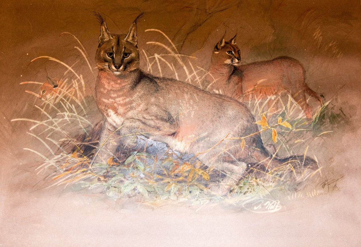 Caracal, 1851-69 - Joseph Wolf
