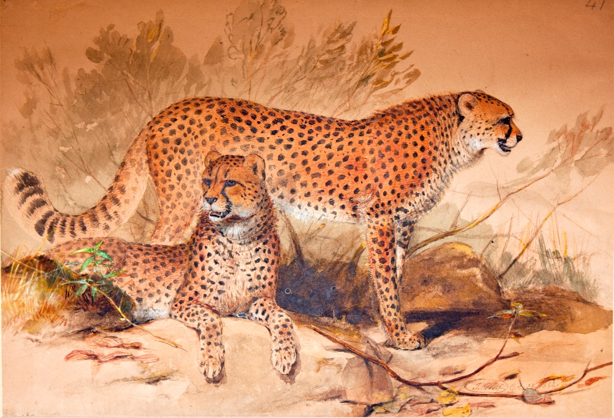 Guépard, 1851-52 - Joseph Wolf