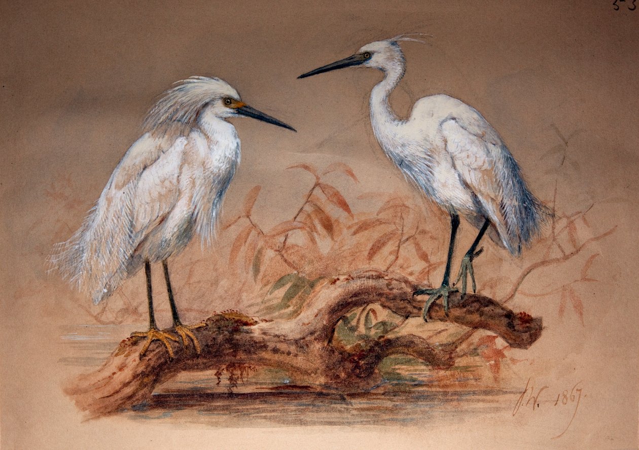 Aigrettes (Ardea candidissima: Arda garzetta), 1867 - Joseph Wolf
