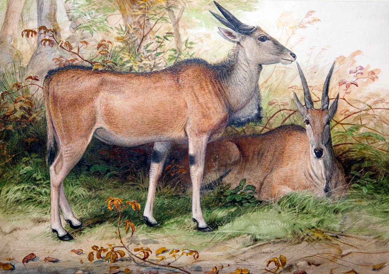 Elands, c.1850 - Joseph Wolf