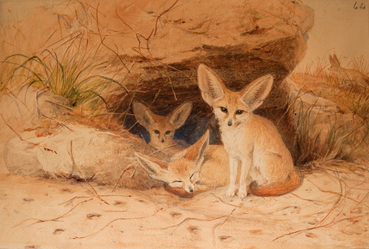 Fennec - Canis cerdo - Joseph Wolf