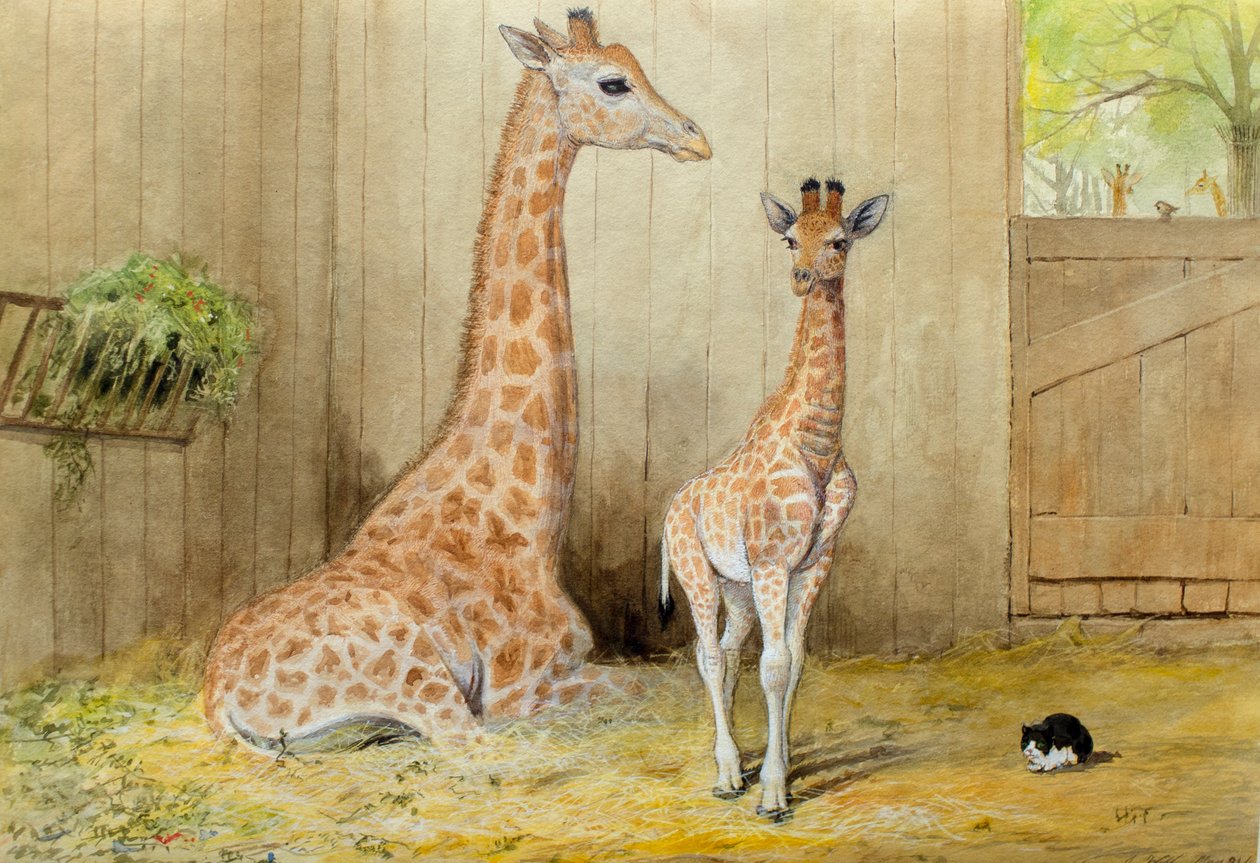 Girafe et jeune, 1852 - Joseph Wolf