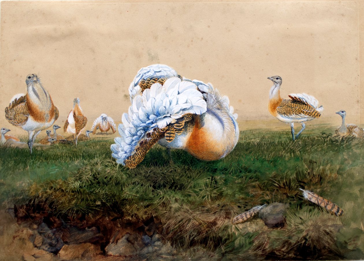 Grands outardes - Joseph Wolf