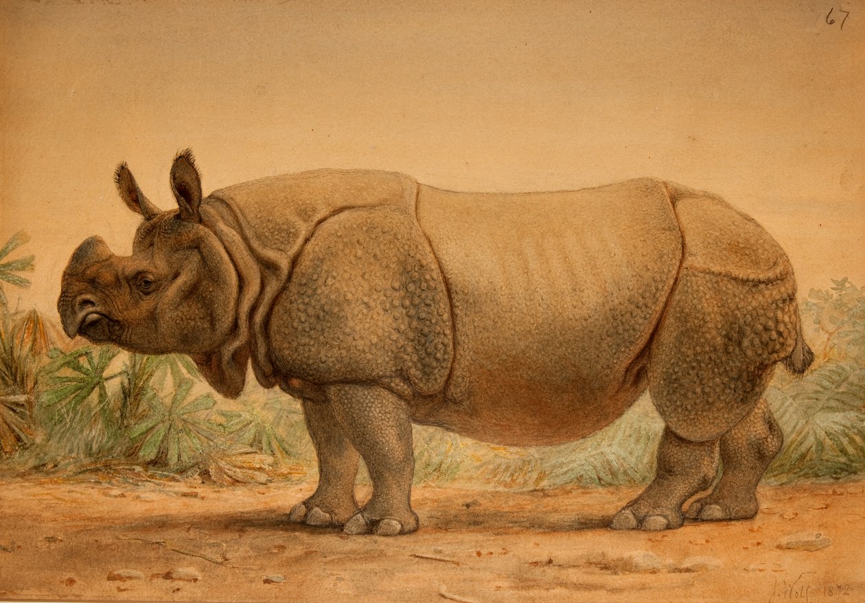 Rhinocéros indien - Joseph Wolf