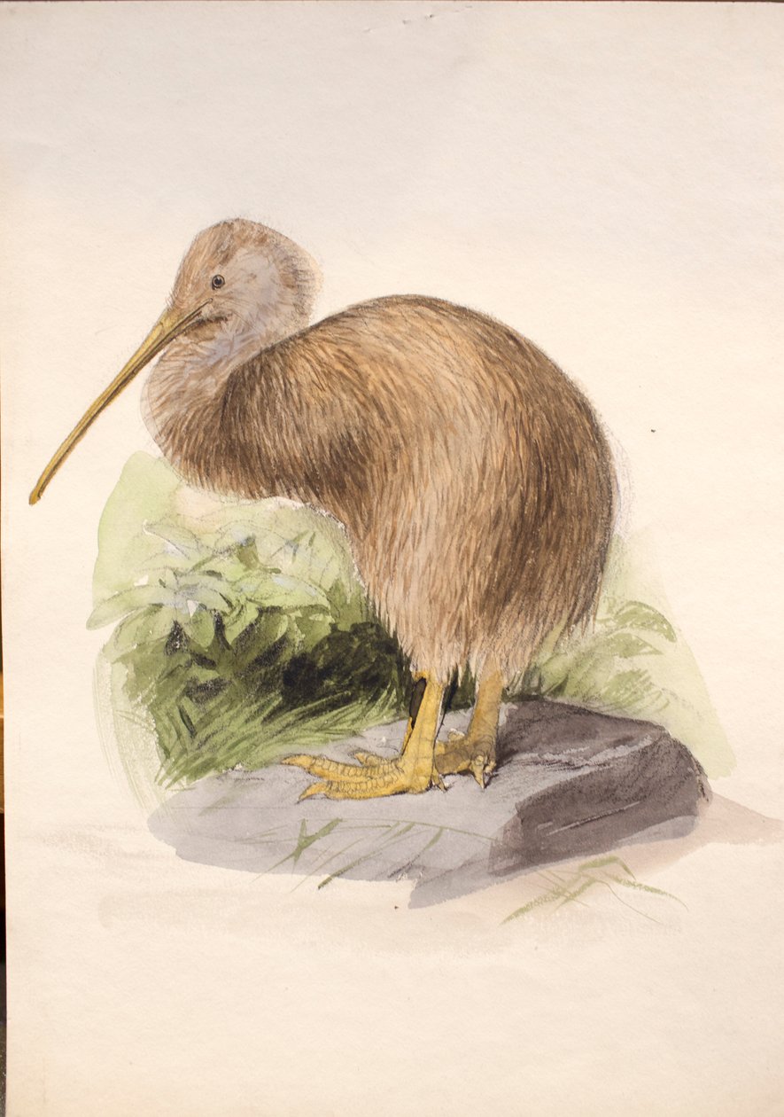 Kiwi, vers 1850 - Joseph Wolf