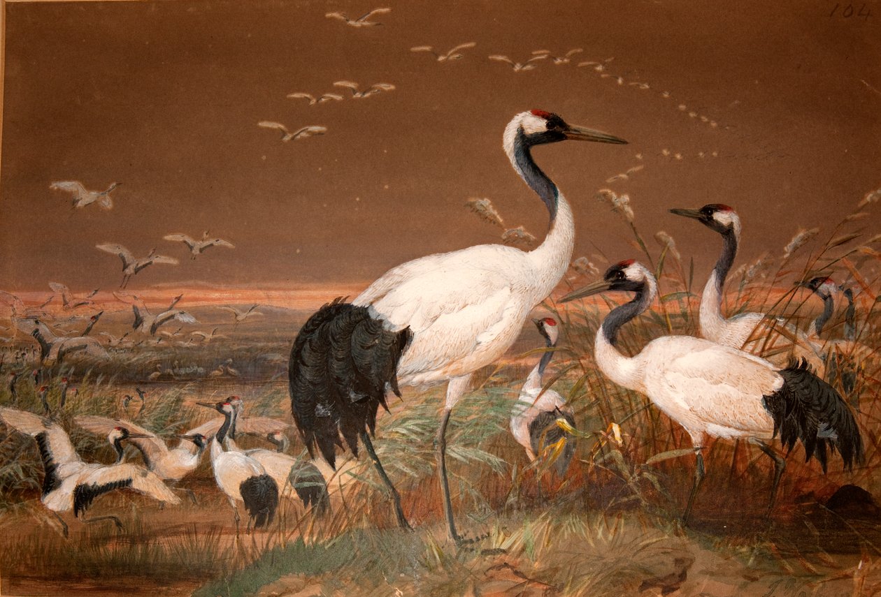 Grue de Mandchourie (Grus viridirostris), vers 1851-76 - Joseph Wolf