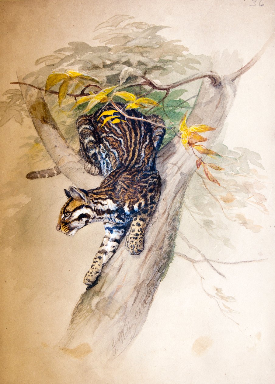 Ocelot, 1851-52 - Joseph Wolf