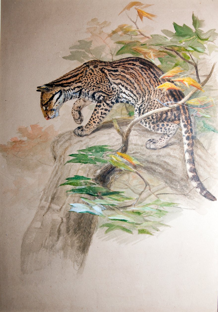 Ocelot, 1851-52 - Joseph Wolf