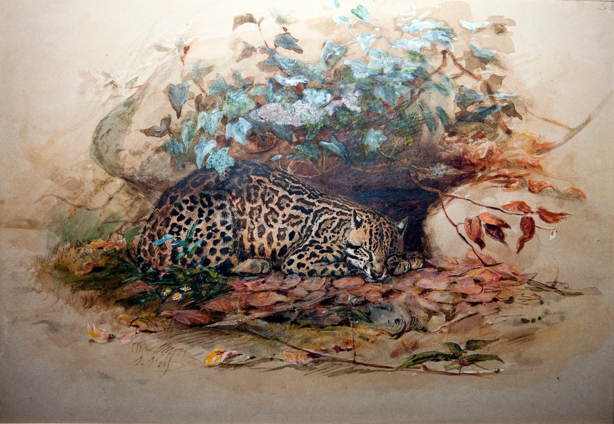 Ocelot, 1851-52 - Joseph Wolf
