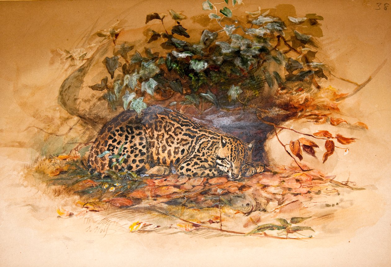 Ocelot, 1851-52 - Joseph Wolf