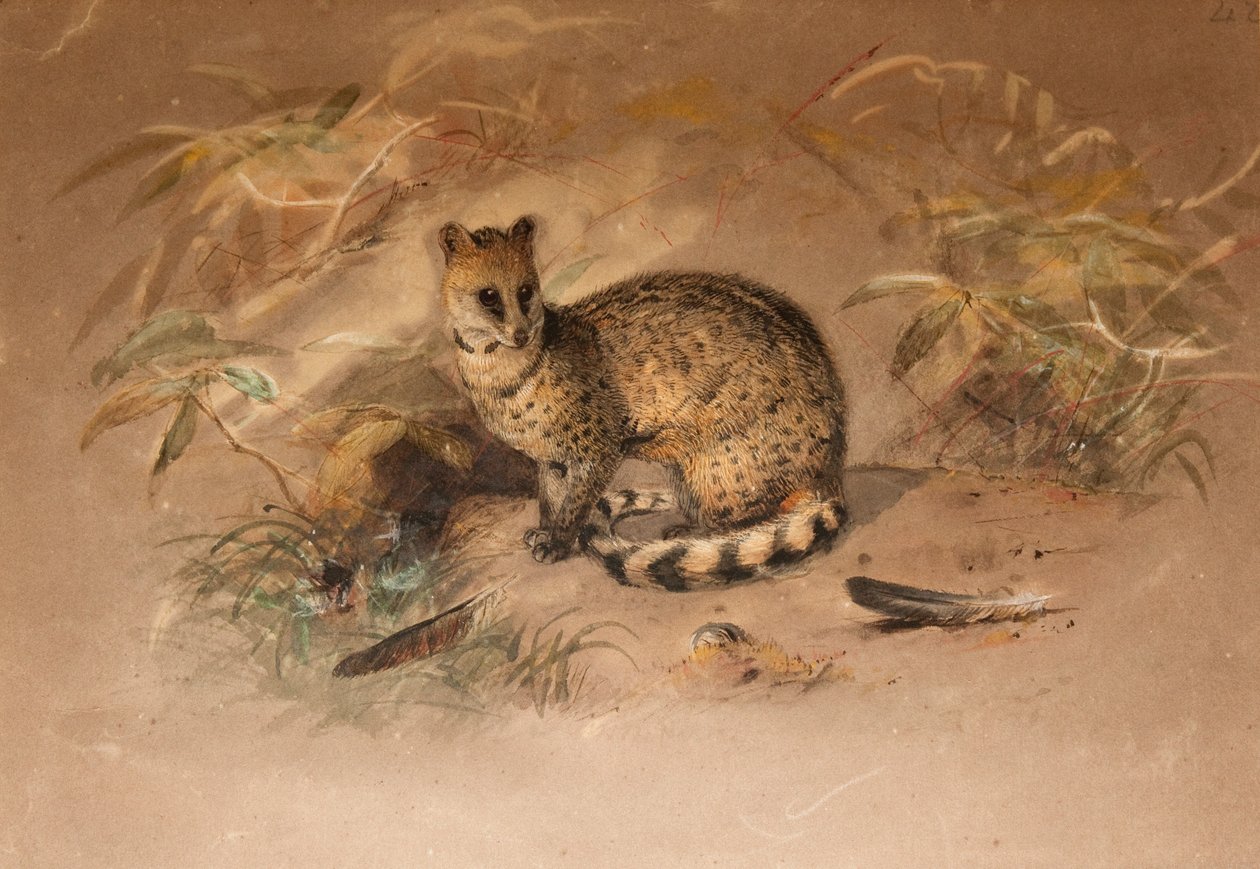 Rasse - Vivericula malaccensis - Joseph Wolf