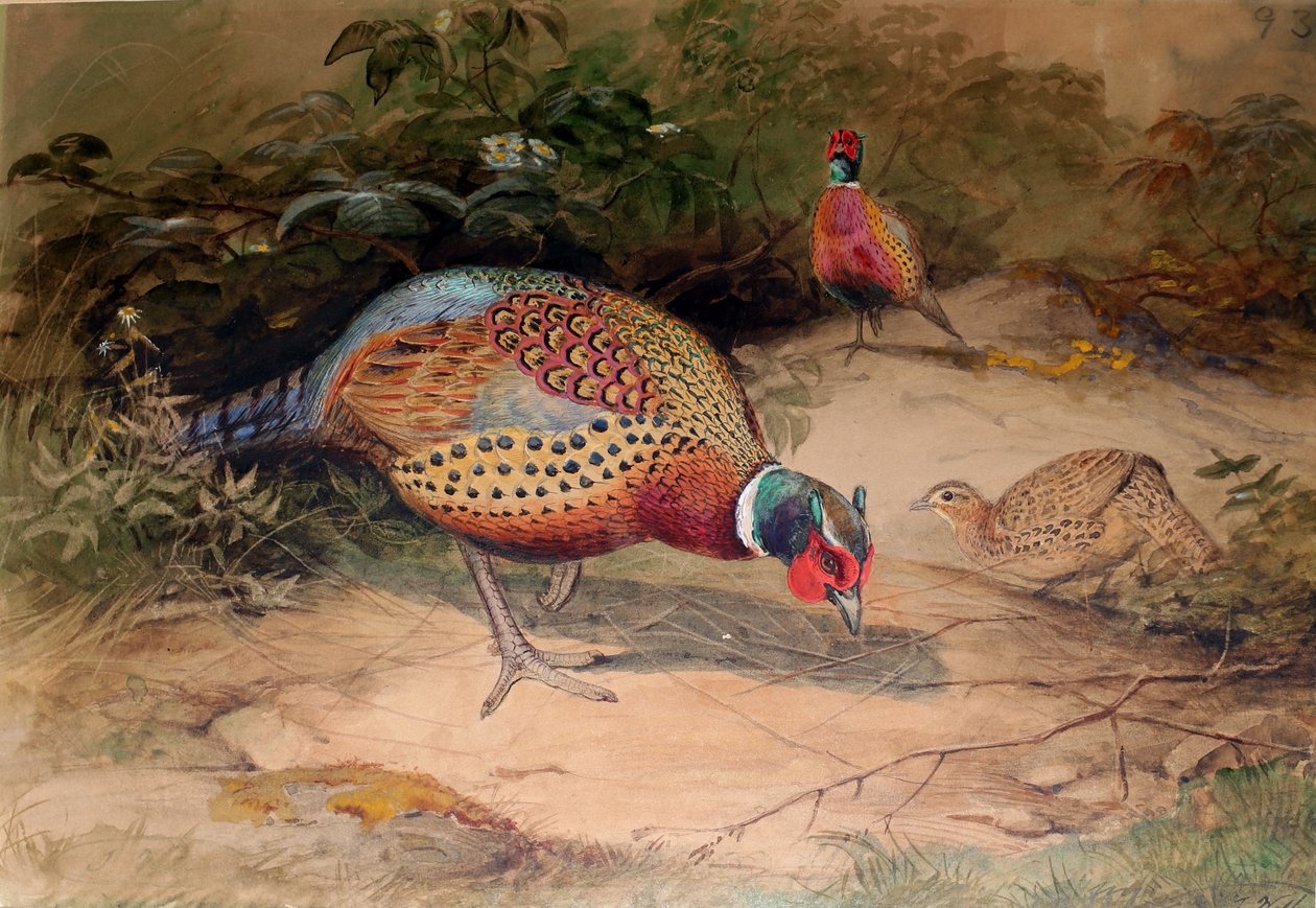 Faisan à Collier (Phasianus torquatus), 1852-54 - Joseph Wolf