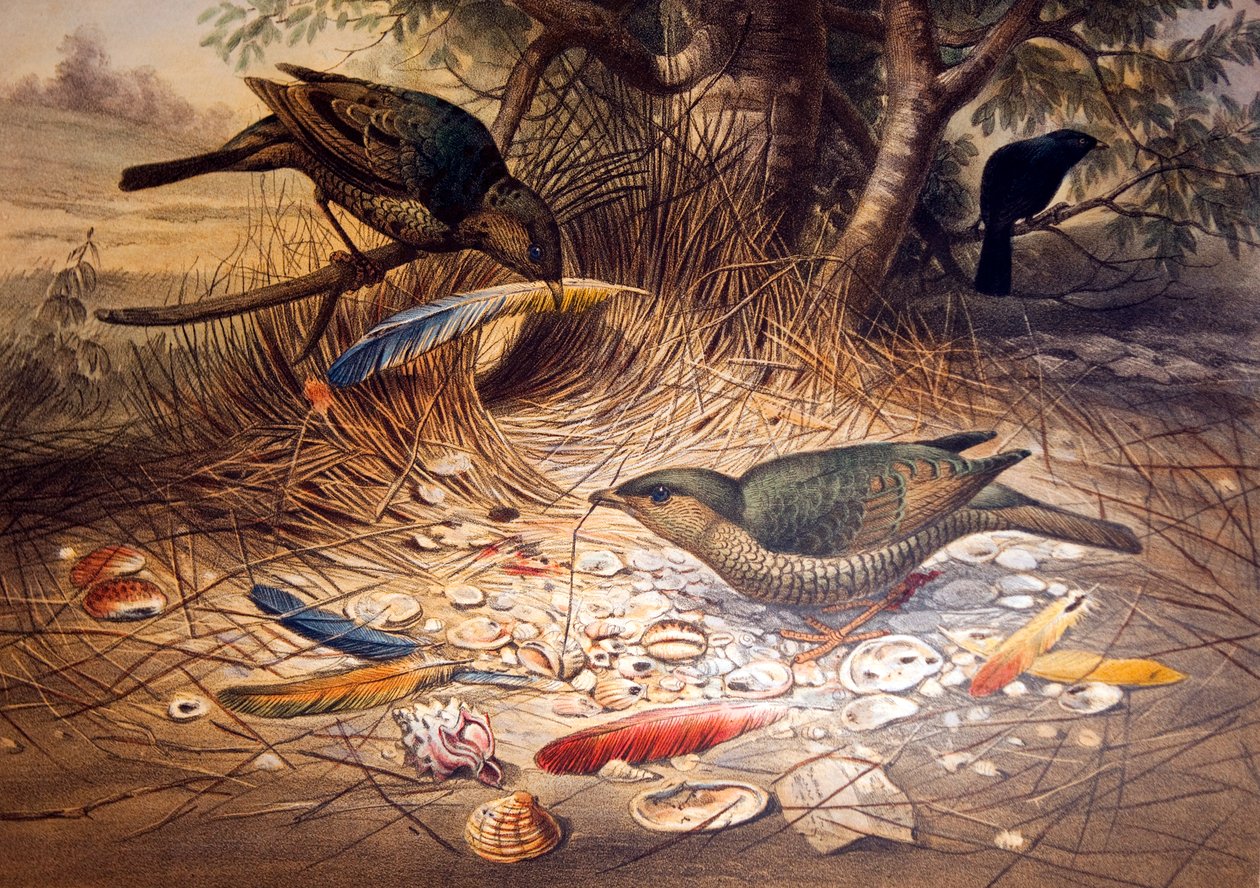 Oiseau satin, 1861 - Joseph Wolf