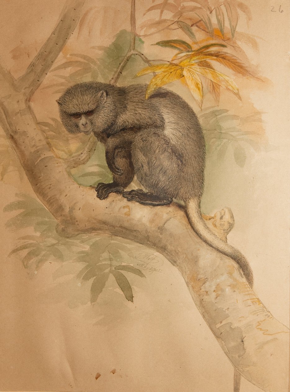 Singe Étranger, planche en couleur tirée de 