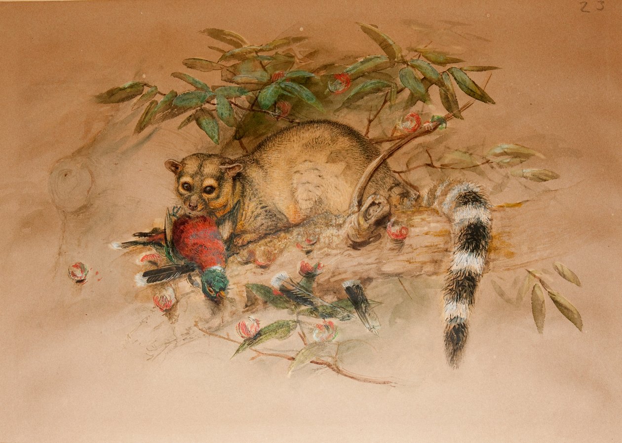 Le Bassaris - Bassaris astuta - Joseph Wolf