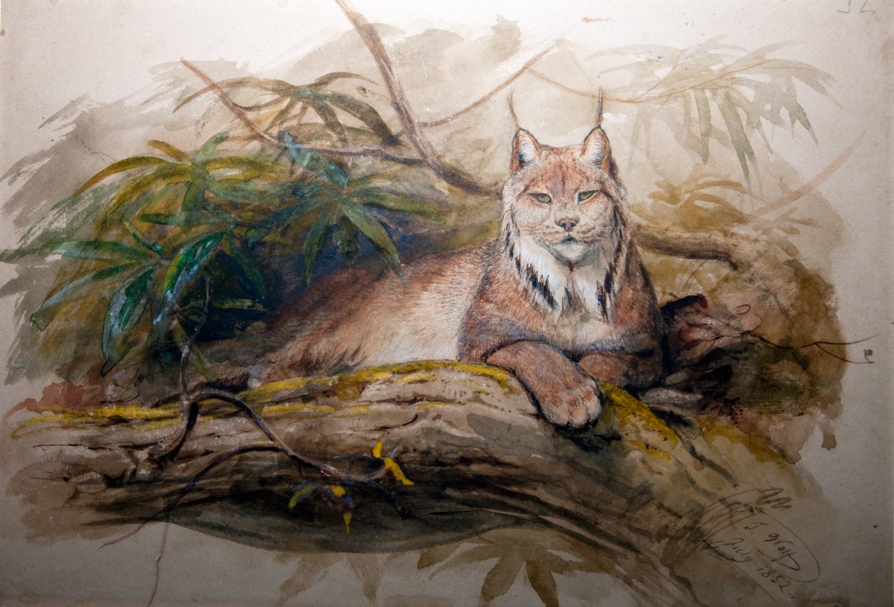 Le lynx canadien (Felis canadensis), 1852 - Joseph Wolf