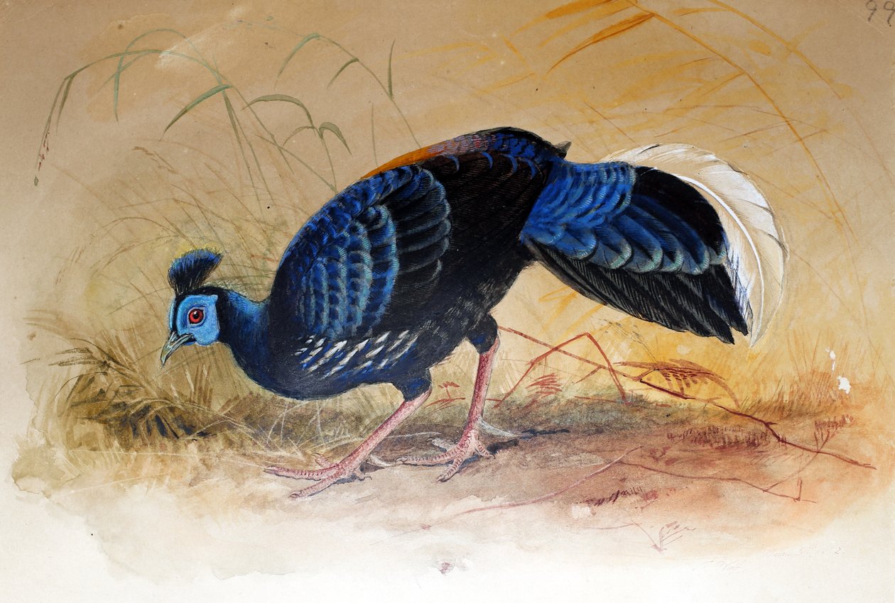 Coq de Vieillot (Euplocamus vieilloti), 1852-54 - Joseph Wolf
