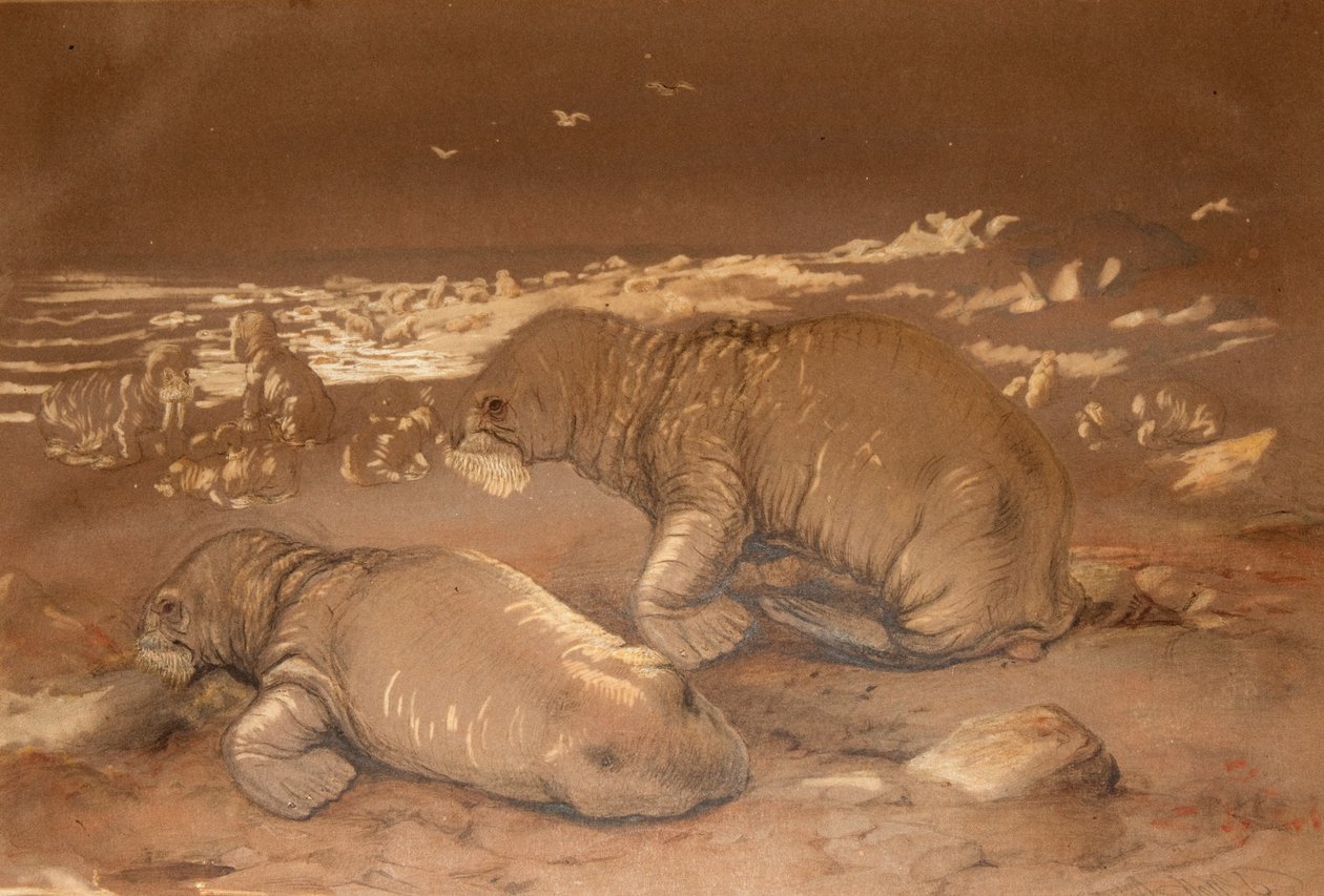 Morse - Tricherchus rosmarus - Joseph Wolf