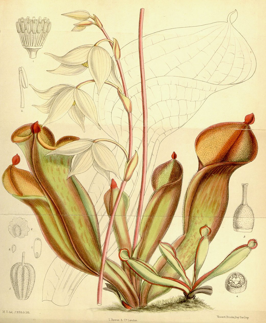 Heliamphora nutans, 1890 - Joseph Dalton Hooker