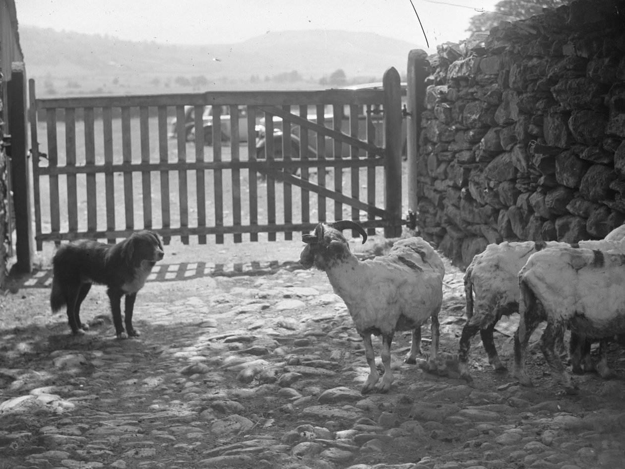 Chien regardant des moutons tondus - Joseph Hardman