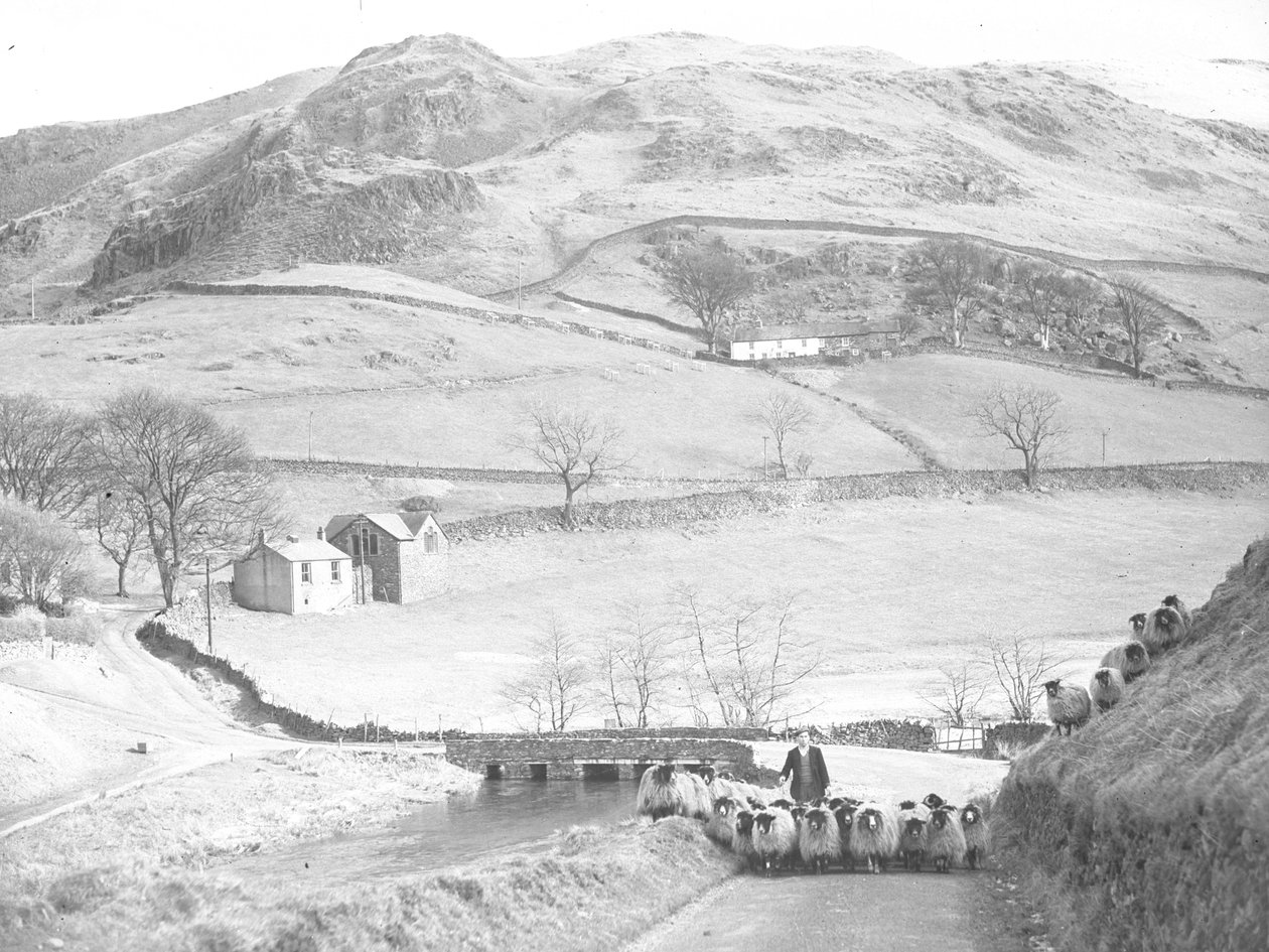 Troupeau de moutons descendant la route - Joseph Hardman