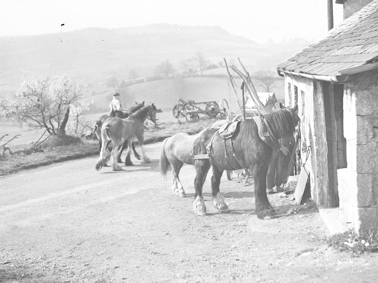 Chevaux de trait à l