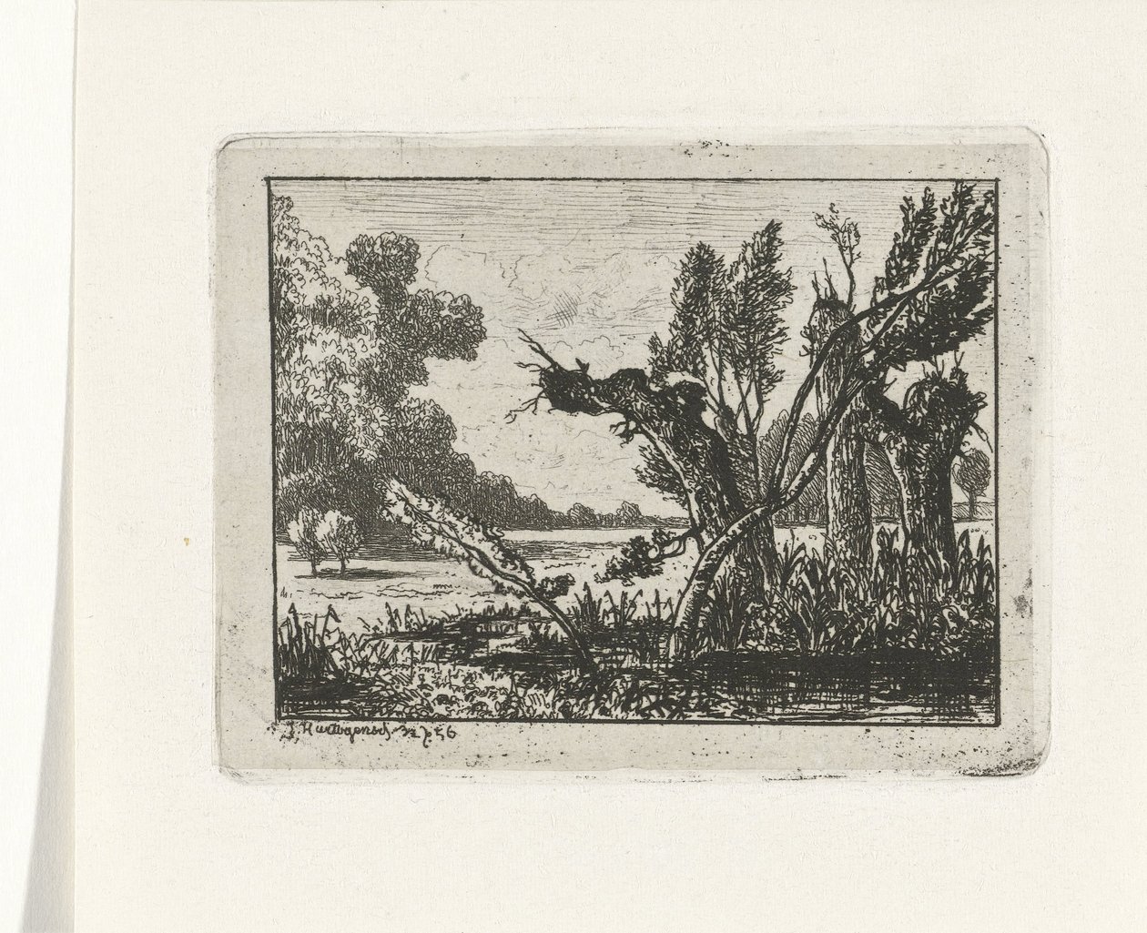 Saules têtards - Joseph Hartogensis