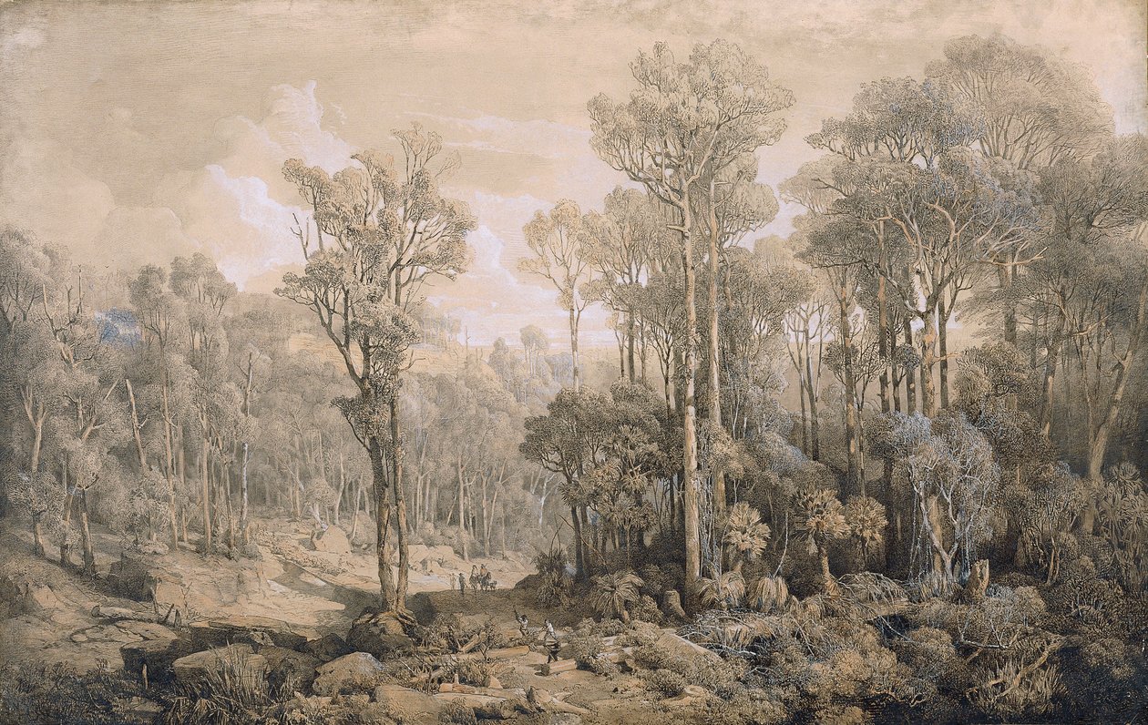Forêt australienne - Joseph Selleny