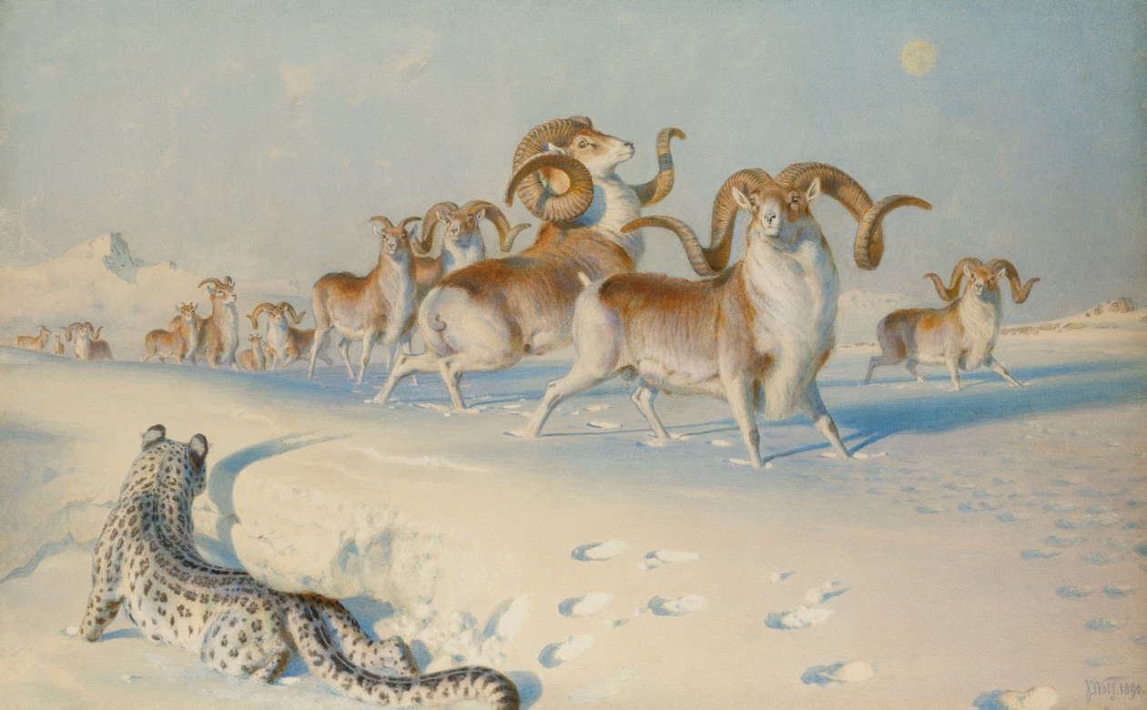 Un léopard des neiges traquant un Ovis Poli - Joseph Wolf