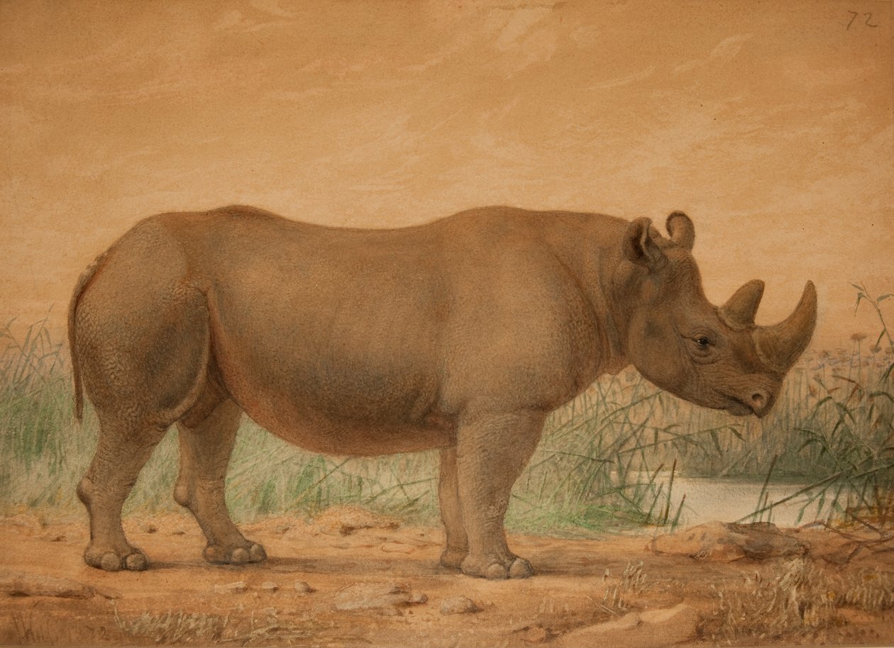 Rhinocéros africain - Joseph Wolf
