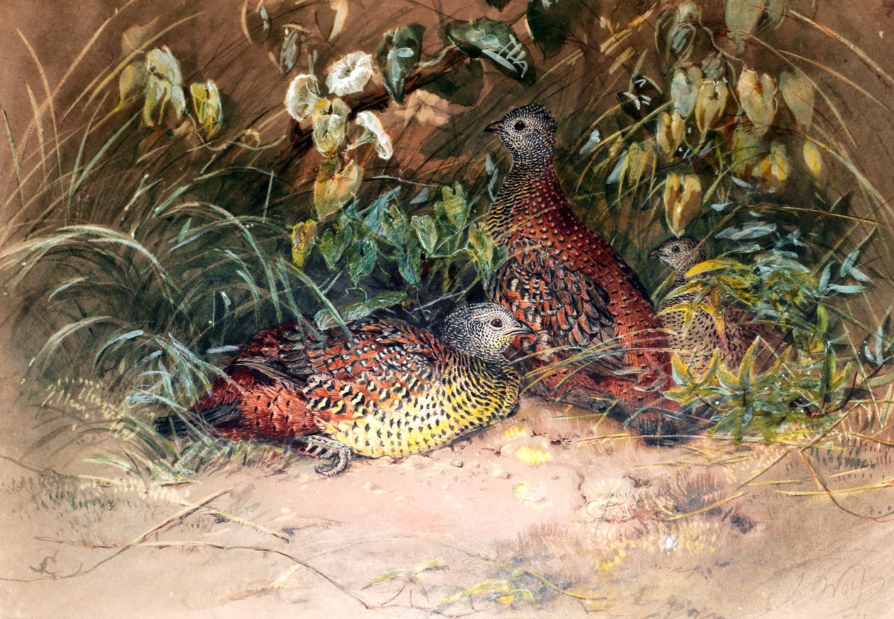 Francolin de Hardwicke (Galloperdix lunulata), 1852-54 - Joseph Wolf