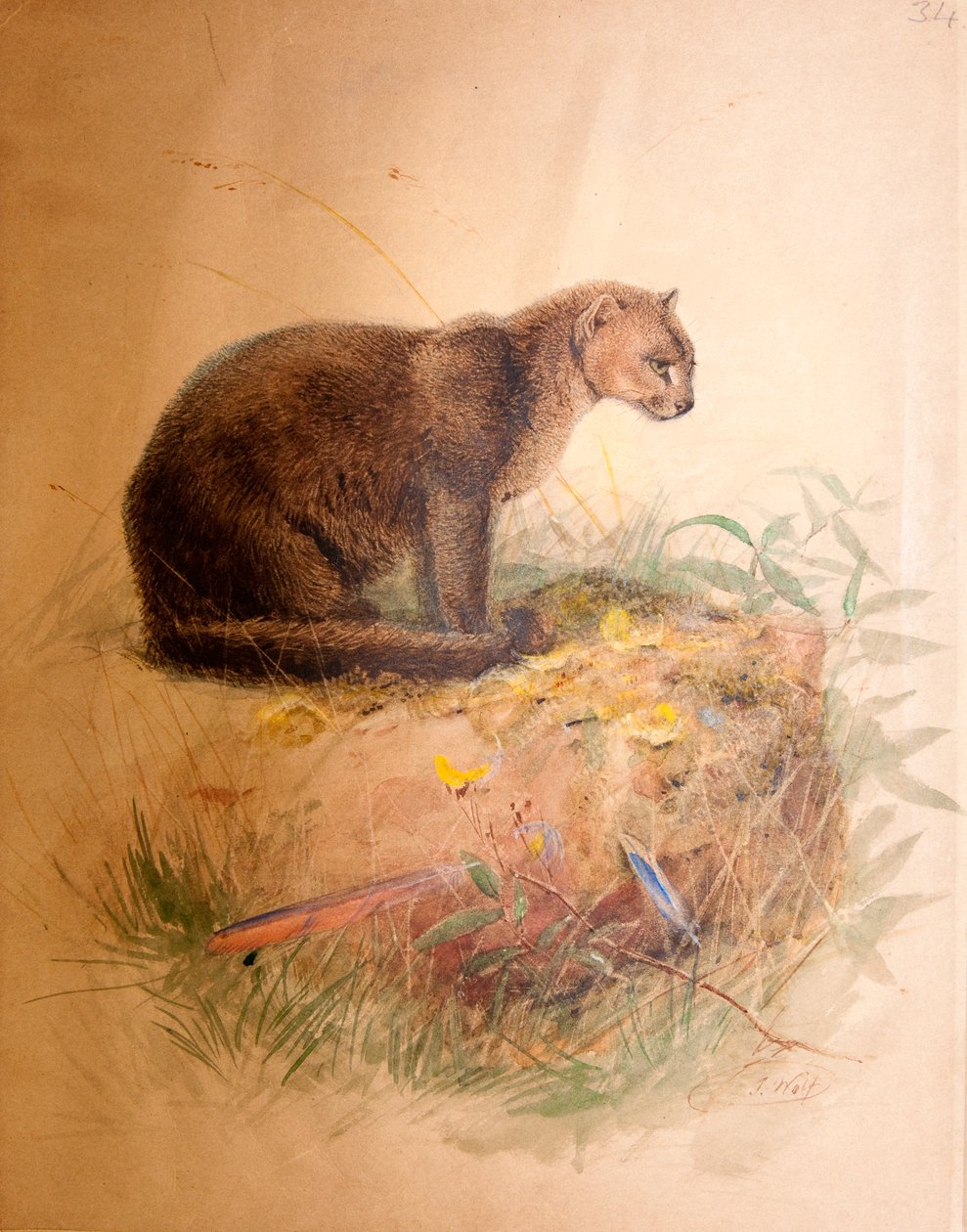 Chat Yaguarundi, 1851-69 - Joseph Wolf