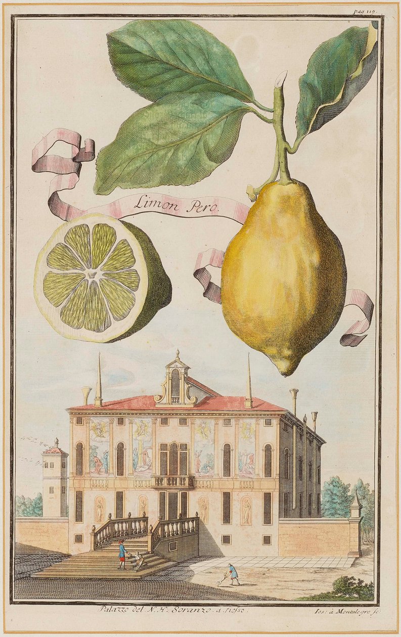 Limon Pero - Joseph de Montalegre