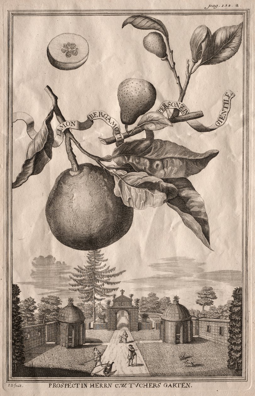 Nurnbergische Hesperides: Limon bergamotto personzin gientile - Joseph de Montalegre
