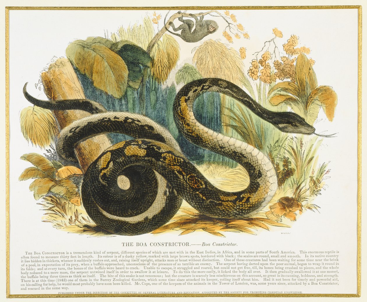 Le Boa constricteur, illustration éducative publiée par la Society for Promoting Christian Knowledge, 1843 - Josiah Wood Whymper