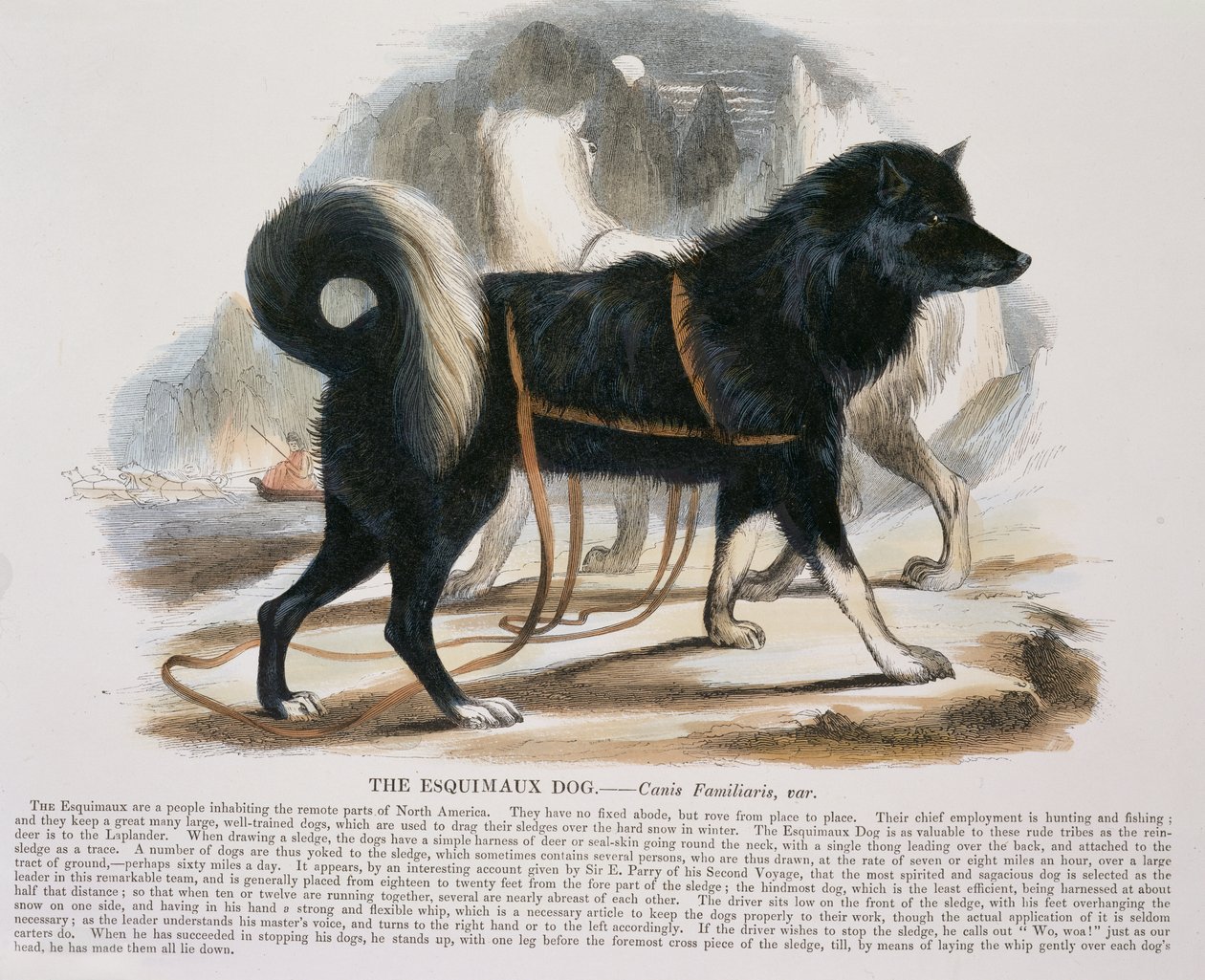 Le Chien Esquimau (Canis familiaris) illustration éducative pub. par la Society for Promoting Christian Knowledge, 1843 - Josiah Wood Whymper