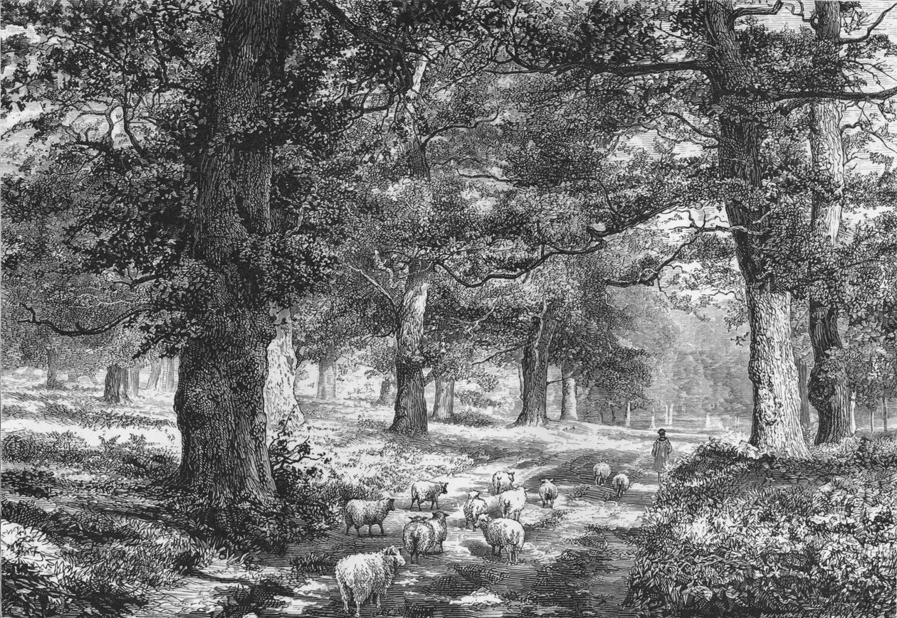 Dans la forêt de Sherwood, vers 1875 - Josiah Wood Whymper